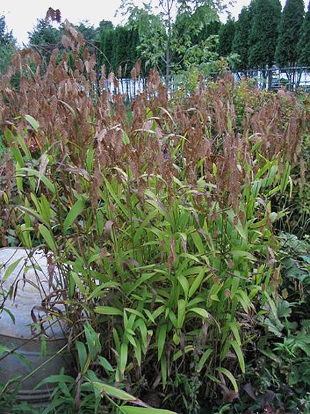 Многолетняя декоративная трава кроссворд