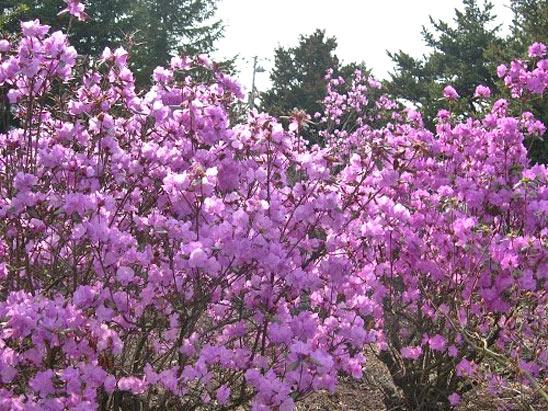 Цветы Рододендрон даурский