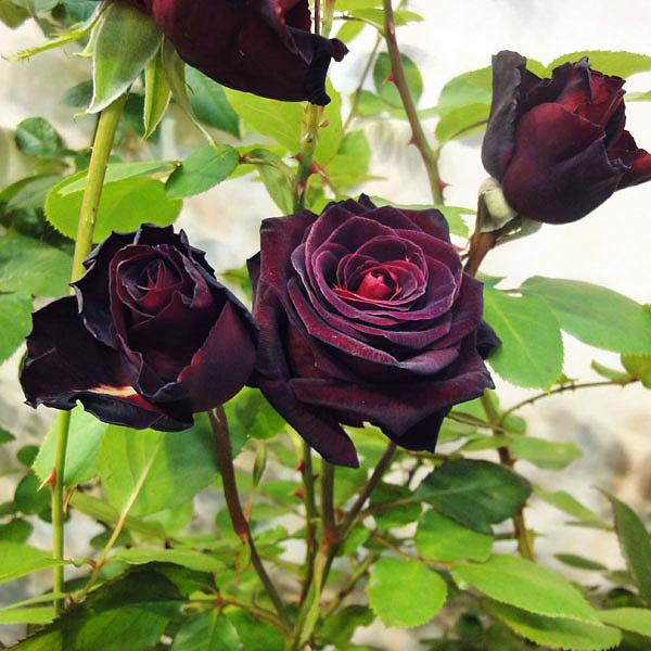 Черные розы фото
 Черные Розы Букет