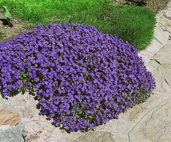 Колокольчик Blaumeise со светло-фиолетовыми цветами