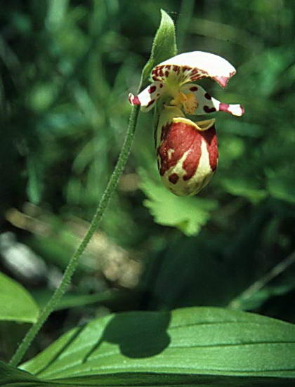 Орхидея башмачок пятнистый из Красной книги