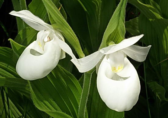 Орхидея кукушкины сапожки