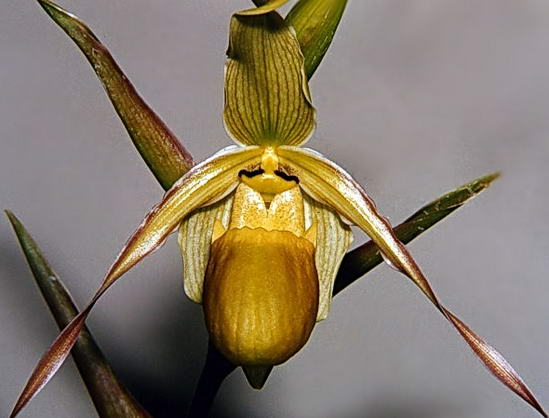 Орхидея Фрагмипедиум