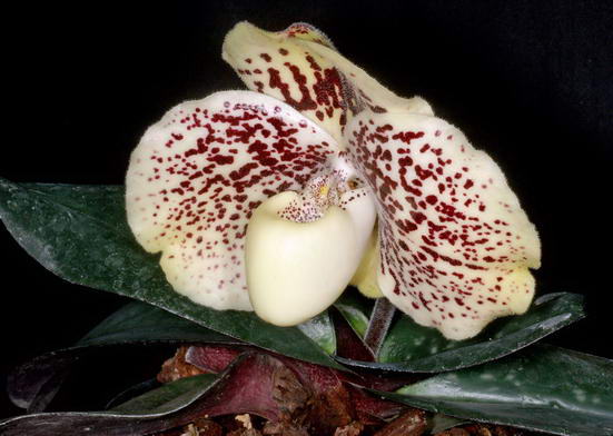 Фотография орхидеи Пафиопедилум