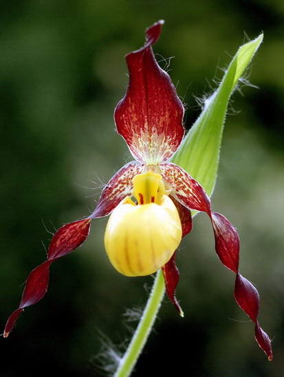 Орхидея  Башмачок мелкоцветковый