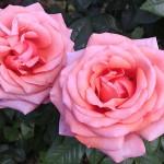 Розы чайные фото