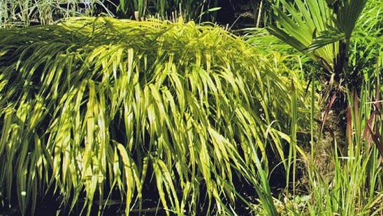 Многолетняя декоративная трава кроссворд