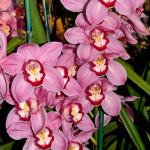 Орхидея цимбидиум фото