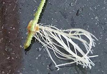 Пеларгония выращивание из семян
