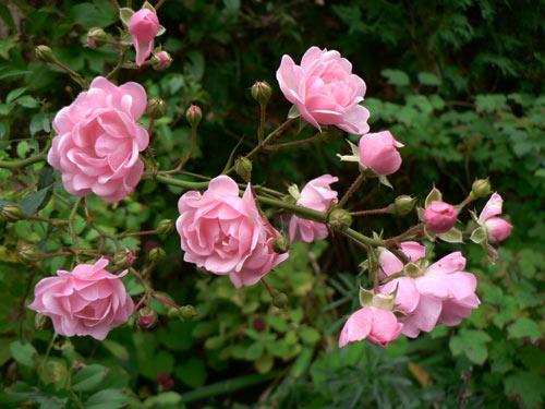 Полиантовые розы