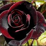 Черные розы фото