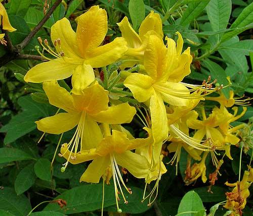 Рододендрон желтый цветы