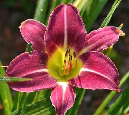 Гибрид лилейника Фрости лавандер с цветком лавандового цвета