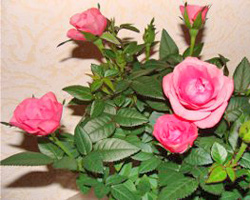 Комнатные розы