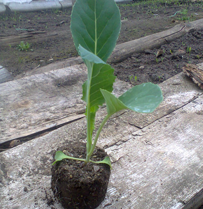Выращивание и уход за капустой брокколи