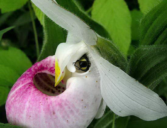 Цветок венерин башмачок