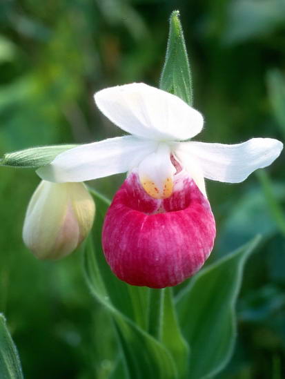 Орхидея Cypripedium Reginae