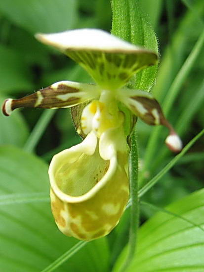 Фото садовой орхидеи Башмачок ятабе